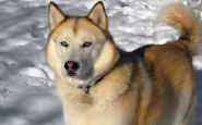 Siberian Husky sable