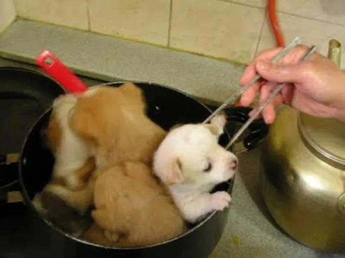 Taiwan: mangiare cani e gatti è diventato reato