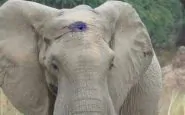 Elefante con proiettile nel cranio: è vivo per miracolo