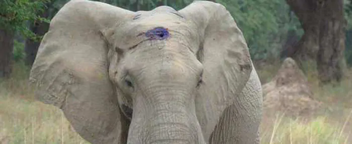 Elefante con proiettile nel cranio: è vivo per miracolo