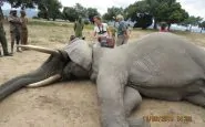 elefante5