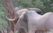 elefante6