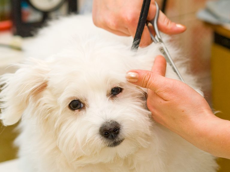 Kit toelettatura per cani: migliori marche