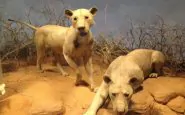 I leoni che mangiarono in guerra 135 soldati