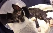 Micio torturato con la colla: la storia del gattino