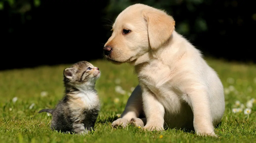 cistite del gatto e del cane: cura omeopatica