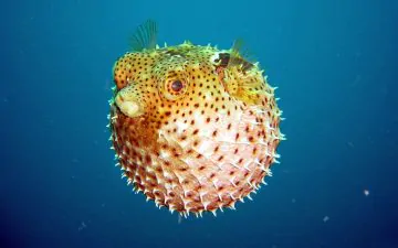 Amore sulla sabbia: i capolavori dei pesci palla per conquistare le femmine
