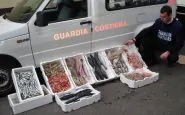 Calabria: sequestrato carico di pesce ittico non tracciato, sanzione di 1500 euro