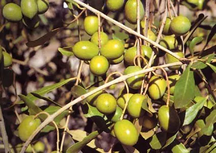 piante olive