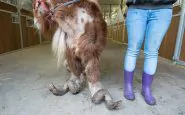 Pony malnutrito: gli animalisti si indignano e insorgono