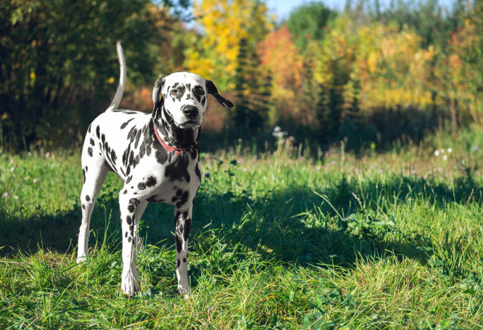Milano: cane divorato dalle larve, padrone viene denunciato larve