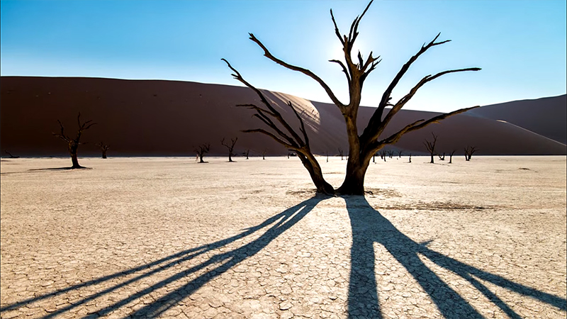 piante namibia