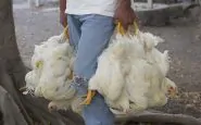 Animal Equality lancia la video-inchiesta sull'industria del pollo