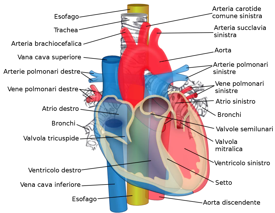 Relations of the aorta trachea esophagus and other heart structures ITA