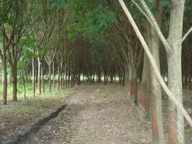Rubber-tree-plantation.-Photo-Credit-640x480
