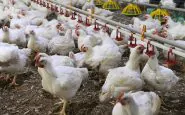 Animal Equality lancia la video-inchiesta sull'industria del pollo