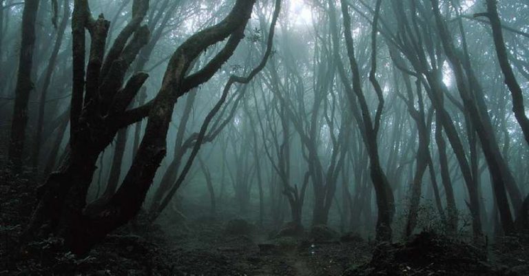 Le 4 foreste più inquietanti del mondo. Le foto foreste