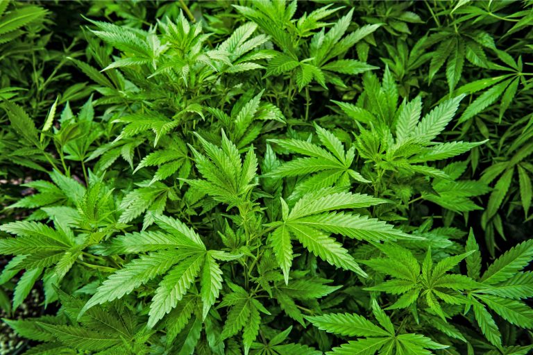 Cannabis
