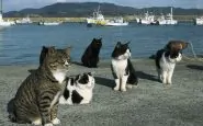Gatti al porto