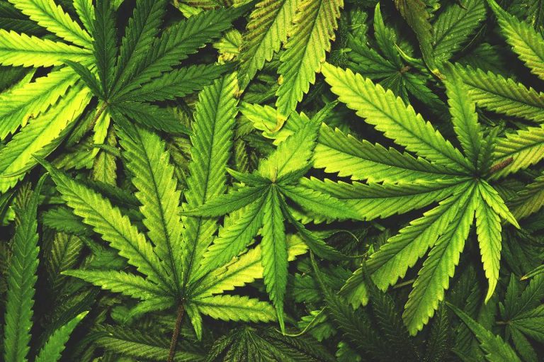 MARIJUANA