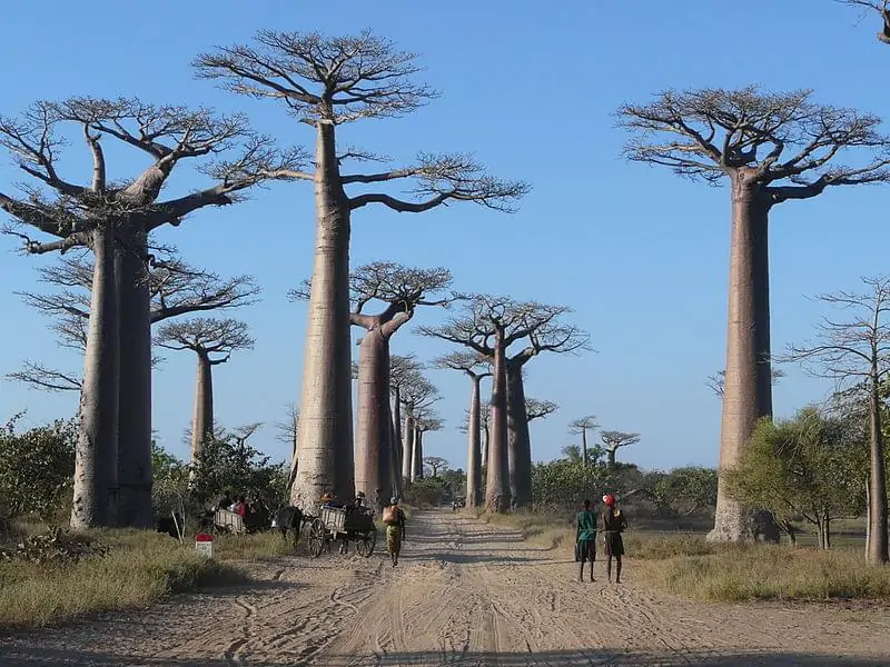 baobabs_avenue