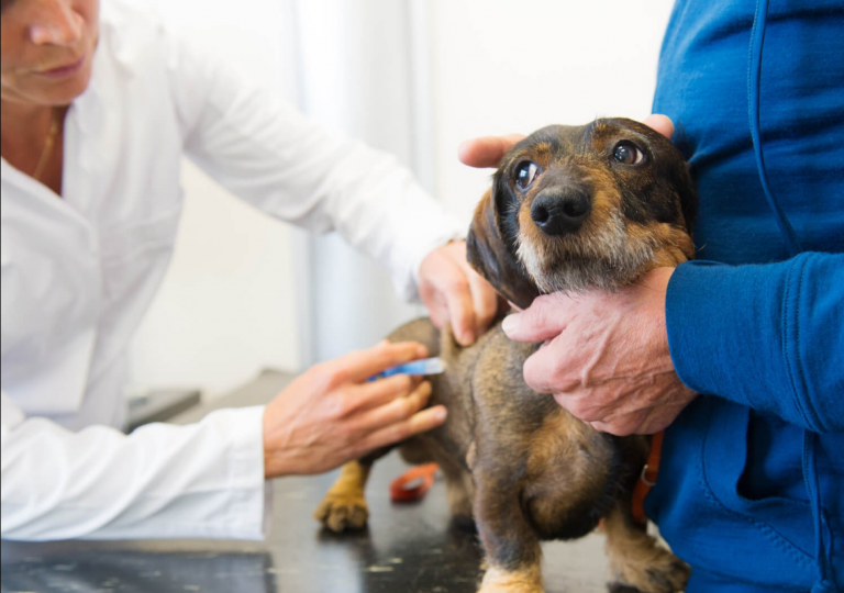 veterinario