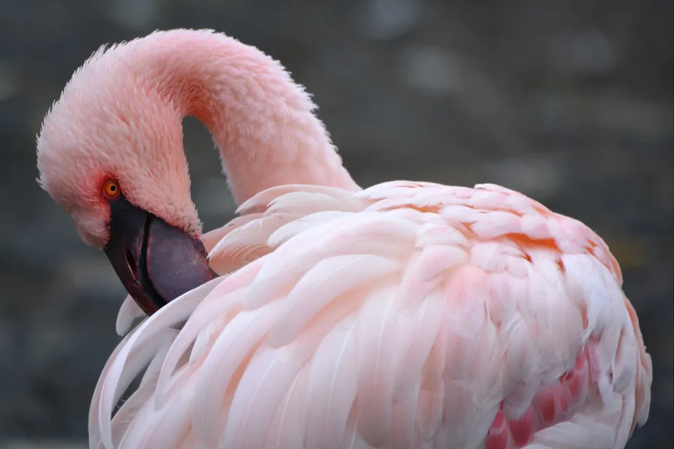 flamingo-711753_960_720