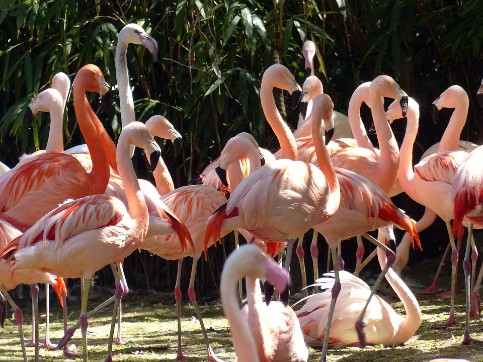 flamingos-1379649_960_720