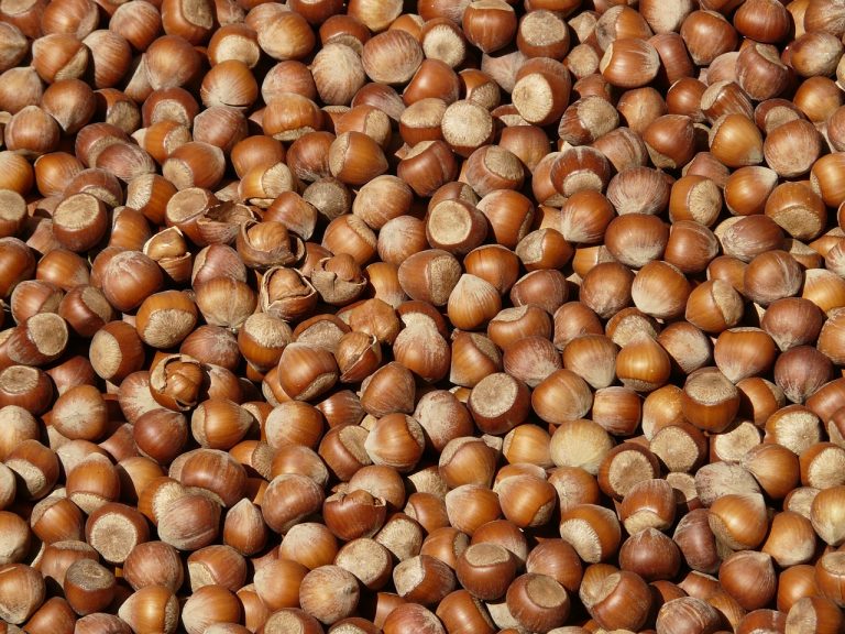 nocciole