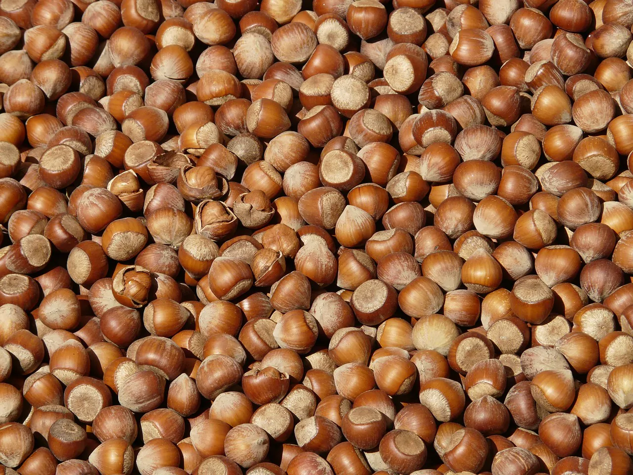nocciole