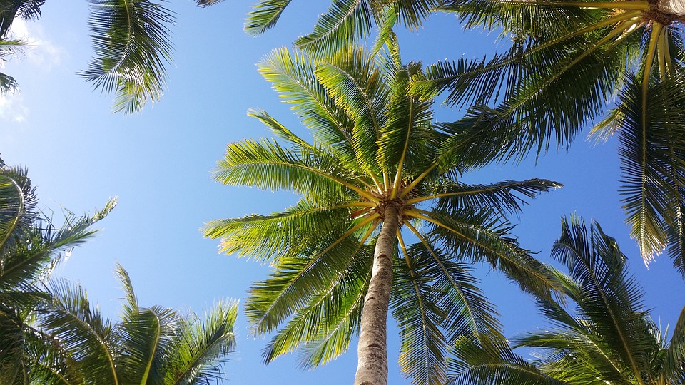 palm-tree-2065658_960_720