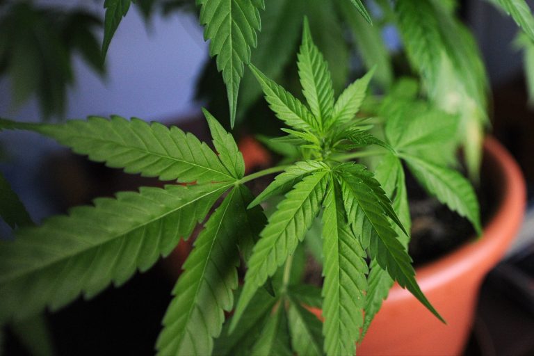 marijuana