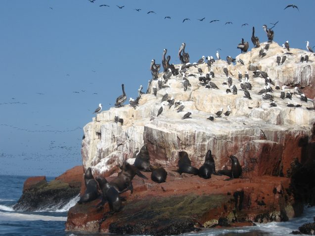 Paracas