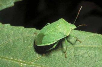 Cimice mimetizzata