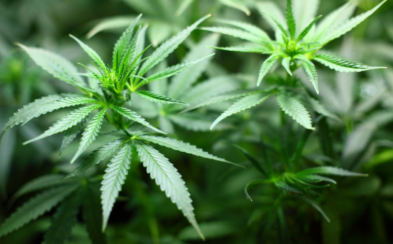 cannabis