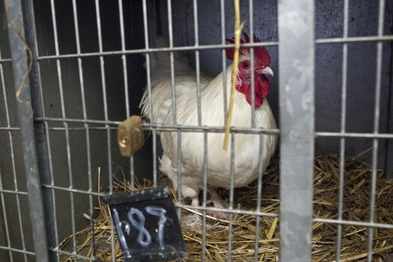 chicken-678066_960_720 galline in gabbia