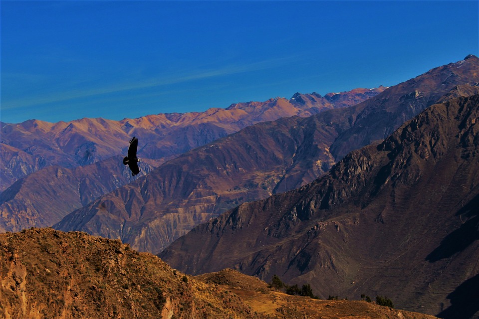 condor-1896610_960_720