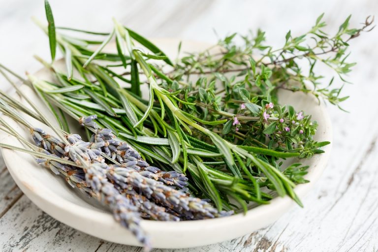 ERBE AROMATICHE.