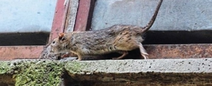 topo