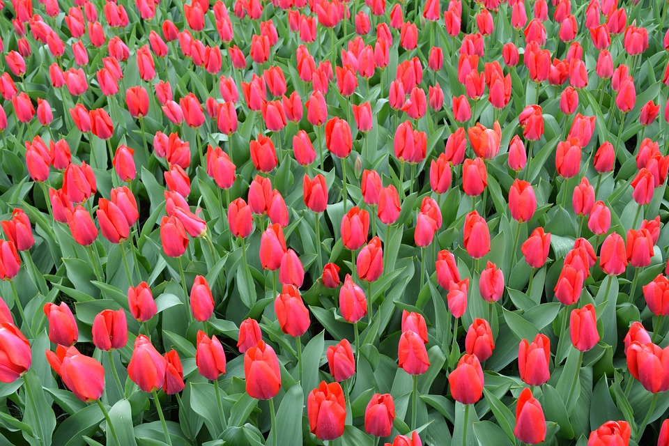 tulips-2258070_960_720