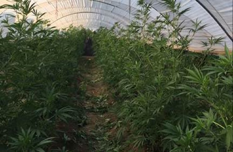 Cannabis