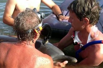 A questo delfino è andata bene