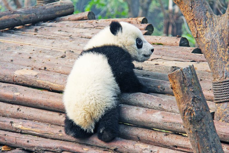 Kit WWF Kit WWF