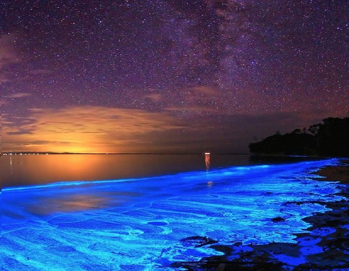 alga blu