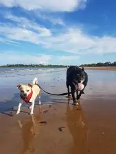 Spiagge dog-friendly