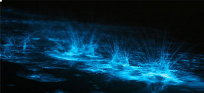 alga blu