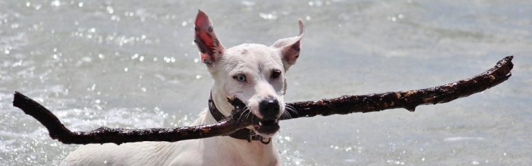 Spiagge dog-friendly