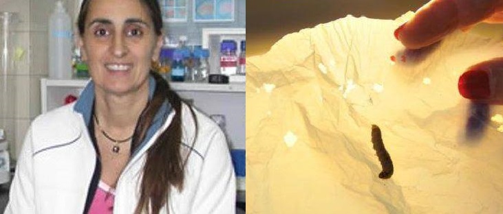 bruco mangia-plastica