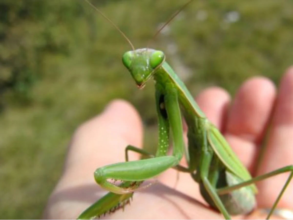 mantide religiosa