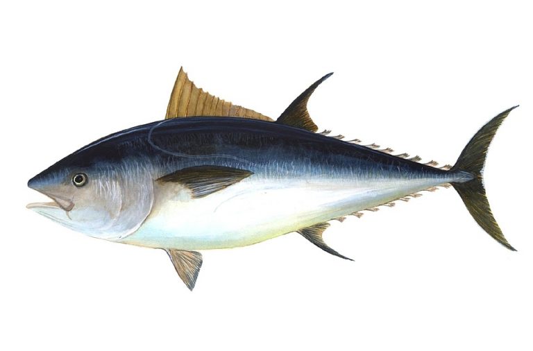 Tonno Palamita